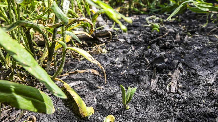 在地下种植骆驼草可以改善土壤健康，并在大豆植株旁边进行接力种植。